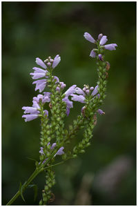 Close-up of purple flowering plant