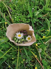 Close-up of flower growing in field