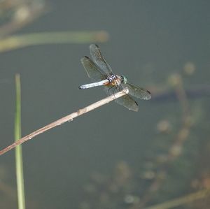 Close-up of dragonfly on plant
