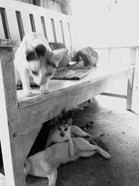 Portrait of dog sitting on floor