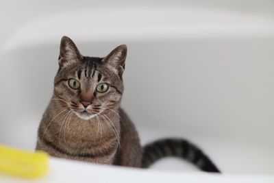 Portrait of cat sitting against wall