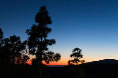 Silhouette trees against clear sky during sunset