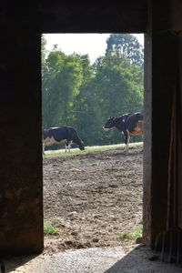 View of a horse in field