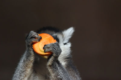 Close-up of orange bird against black background