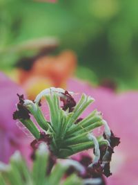 Close-up of insect on pink flower