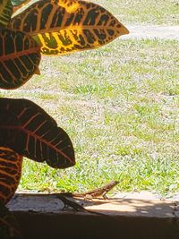 Close-up of butterfly on leaf in field