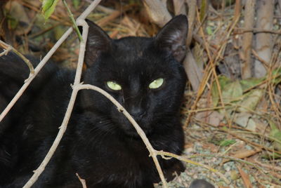 Close-up portrait of a cat