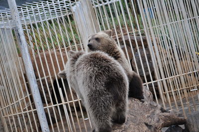 Bears in cage at zoo