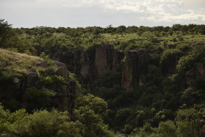 Scenic view of forest against sky