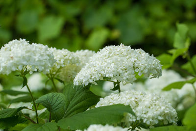 Close-up of white flowers blooming outdoors