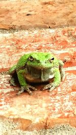 Close-up of frog