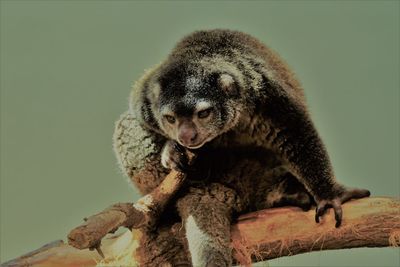 Bear cuscus sitting on a branch