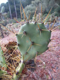 Close-up of prickly pear cactus