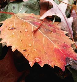 Close-up of maple leaves fallen in water