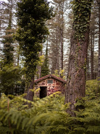 Scenic view of trees and plants in forest