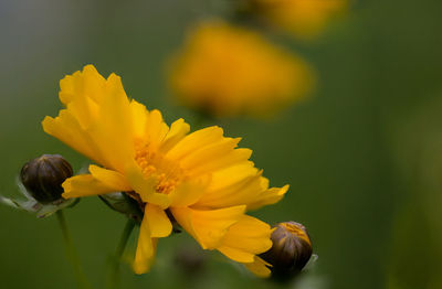 Close-up of yellow flowers blooming outdoors