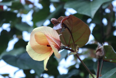 Close-up of flowering plant