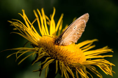 Close-up of butterfly pollinating on flower