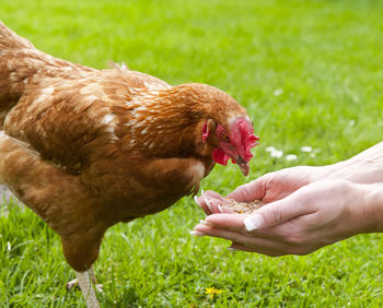 Close-up of hand holding bird on field