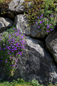 Purple flowers blooming on rock