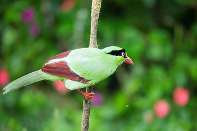 Close-up of a bird perching on leaf