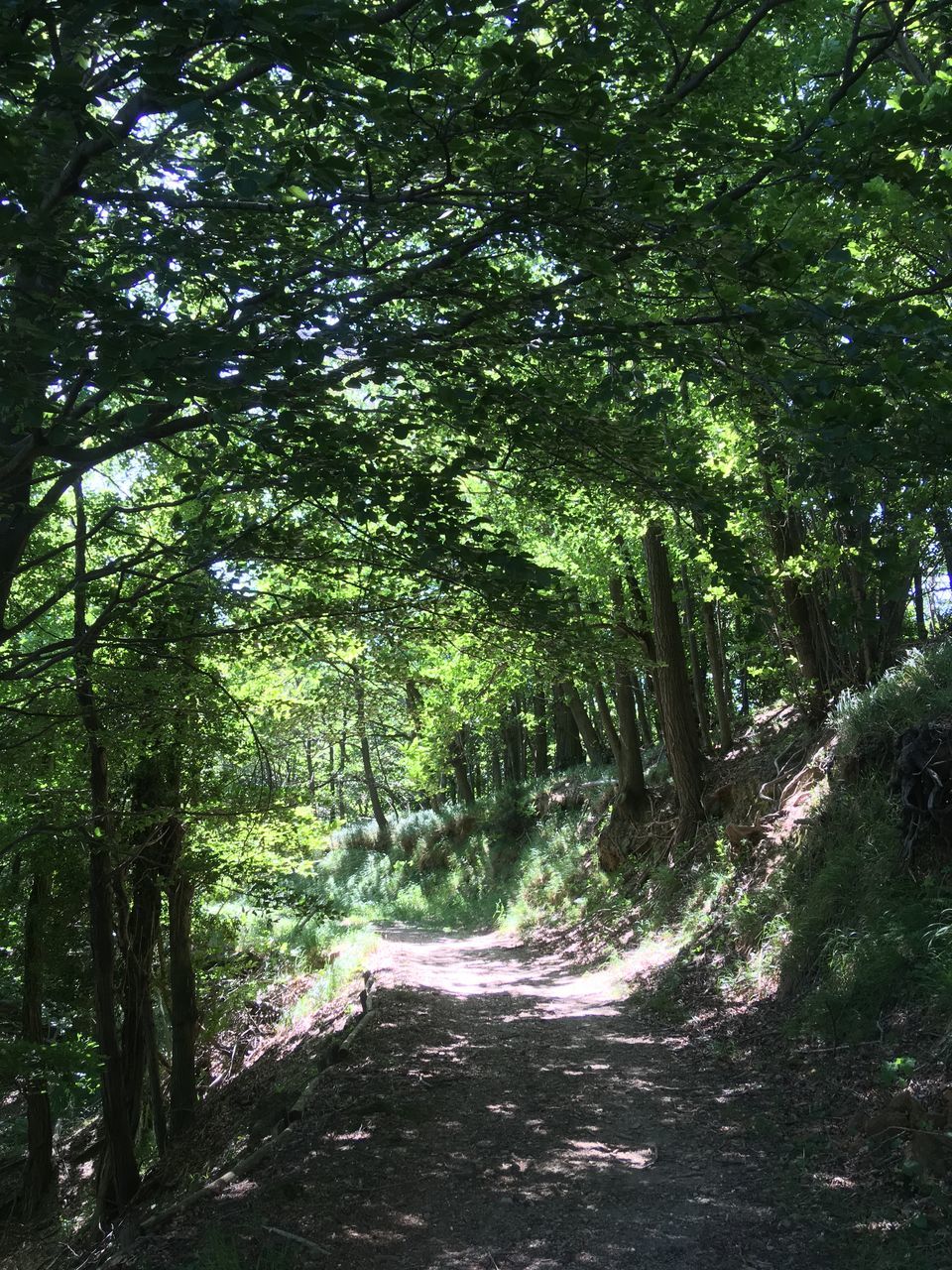 TREES GROWING IN FOREST