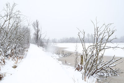 Bare trees on snow covered landscape against clear sky