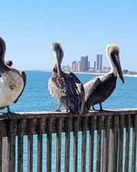 Seagulls perching on wooden post