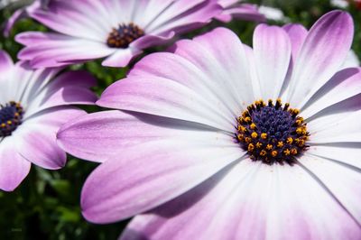 Close-up of pink cosmos flower