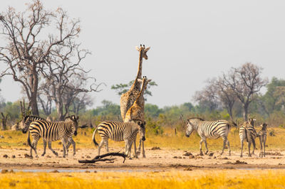 Zebras and giraffe on field against sky