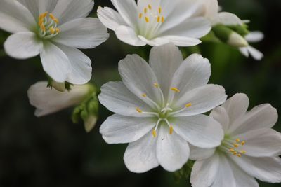 Close-up of white flowering plant