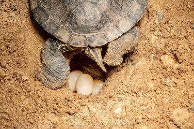 Close-up of turtle on sand