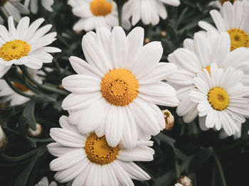 Close-up of white daisy flowers