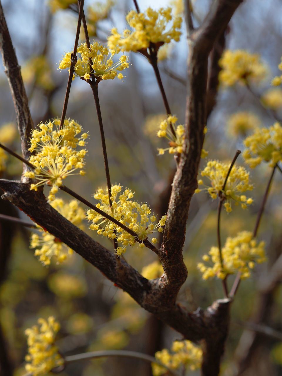 growth, nature, close-up, no people, beauty in nature, branch, outdoors, day, fragility, catkin, tranquility, pussy willow