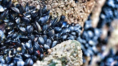 Close-up of crab on pebbles