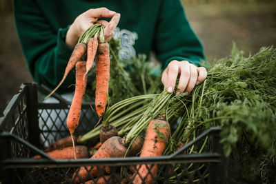 Midsection of woman holding carrots