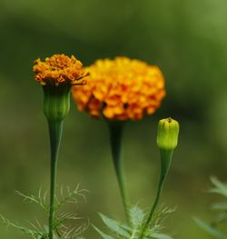 Close-up of marigold growing outdoors