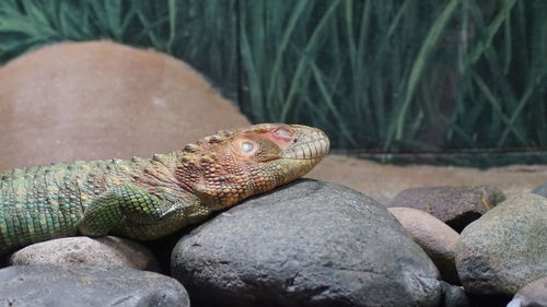 Close-up of lizard on rock