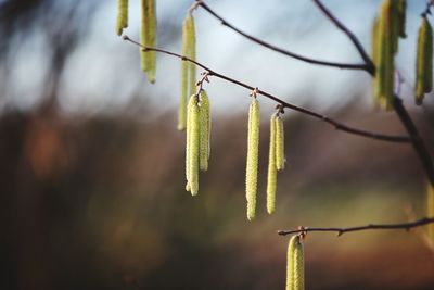 Close-up of plant growing outdoors