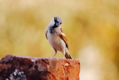 Close-up of bird perching outdoors