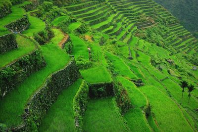 Scenic view of rice field