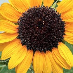 Close-up of sunflower