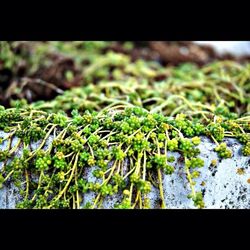 Close-up of plant in water