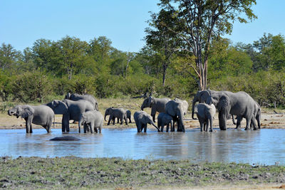 African elephants at the watering hole