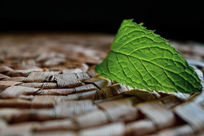 Close-up of green leaves on table