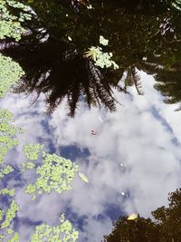 Low angle view of trees against sky