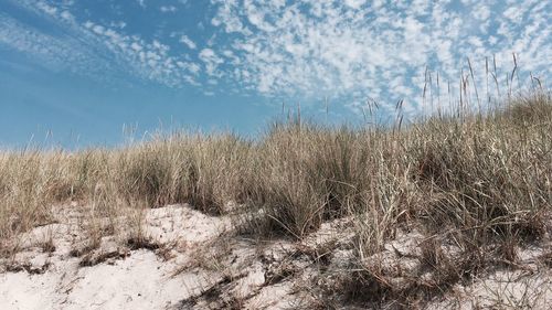Plants on land against sky during winter