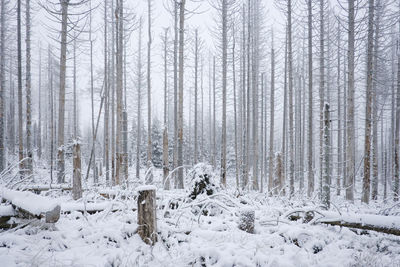 Snow covered trees against sky during winter