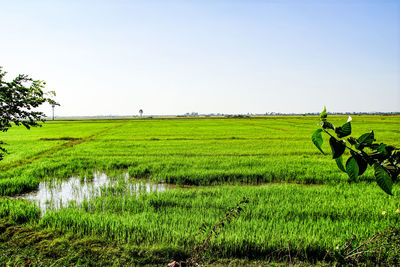 Scenic view of agricultural field against clear sky