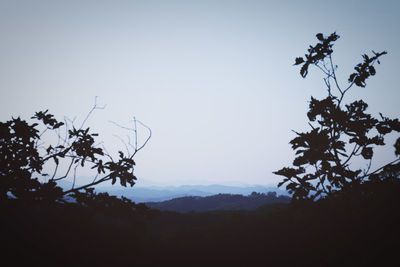 Low angle view of silhouette tree against sky at sunset